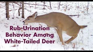 Rub-Urination Behavior in Deer