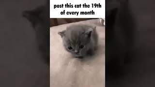 post this cat the 19th of every month