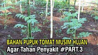 Bahan Pupuk Kedua Tomat di Musim  Hujan Agar Tahan Penyakit #PART 3