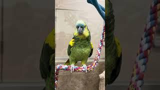 Amazon #parrot friends hilariously yell at caregivers 