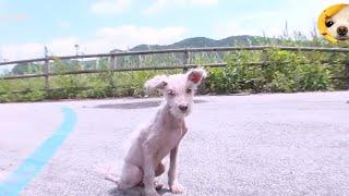 Emaciated Stray Dog with Severe Skin Disease and Hair Loss Rescued by Kind-Hearted Person