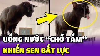 Sen BẤT LỰC trước chú mèo thích LÀM PHIỀN mình "LÚC TẮM"  | Yêu Lu Official