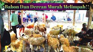 Update Harga Domba Betina Di Pasar Kambing Rengel