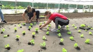 Всё дело в салате. Жительница с. Садовое развернула успешный бизнес