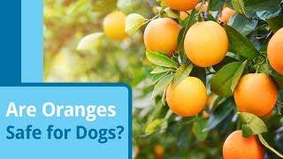 Are Oranges Safe for Dogs?