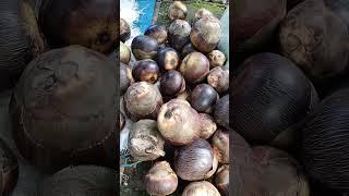 jarang ada buah lontar di sukabumi ,rasanya seperti kolang kaling campur kelapa #buahlontar