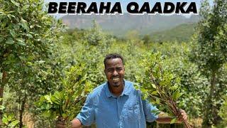 Beeraha Qaadka ( Jaadka ) ugu wayn - I visited one of the largest khat farms in the country