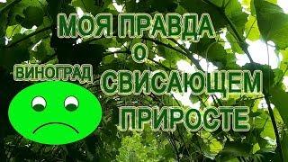 Виноград Отказываюсь От Свисающего прироста Почему У Меня не Получилось