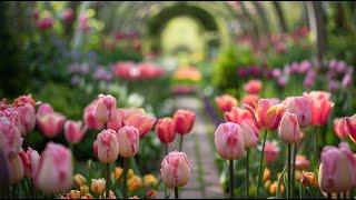 Peaceful classical music to reduce stress, stop overthinking | Dreamy Garden