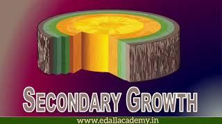 Secondary Growth | Vascular Cambium & Cork Cambium | Anatomy of Flowering Plants | Class 11 Biology