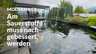 Die Wasserqualität an Urs' Teich | Modern Koi Blog #7175