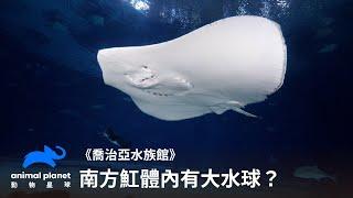 魟魚體內長水球？獸醫手動排液解決問題｜喬治亞水族館｜動物星球頻道