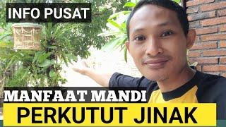 Cah Bedjo sedang live sekarang! MANDI PERKUTUT BIKIN JINAK...BEGINI PENJELASANNYA