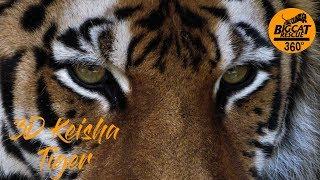 3D Tiger Keisha