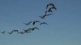 Geese With Flying Sounds