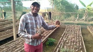 Projet Ananas au Congo ( ÉTAPE 1 : production des semences avec la technique PIFs)