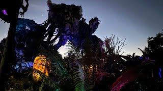 LIVE from Disney’s Animal Kingdom Night Lights at Pandora