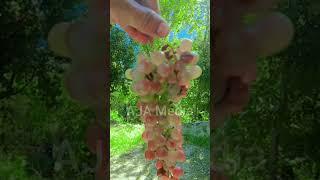 Grape  Chitral | Grape Birir Chitral beautiful | #chitral #travel #travelchitral 