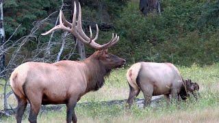 Magnificent Elk Bull Herding His Cows During the Rut