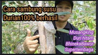 Cara sambung susu durian berhasil 100 % dari berbagai varian unggul