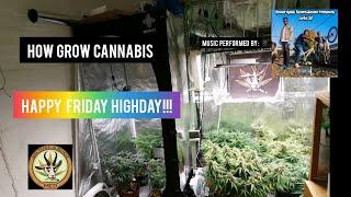 How i grow cannabis at home. Friday highday update!!!