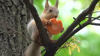 Бельчонок и морковка / Little squirrel and carrot