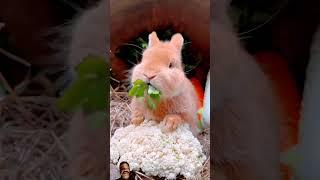 Cute big-faced rabbit who loves to eat vegetables. Rabbit. Cute little garden pet #bunny #bigrabbit