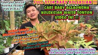 WAH INI NIH BABY AGLAONEMA KOLEKSIAN NYA BANYAK BANGET ‼️ AGLAONEMA MAGELANG