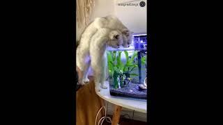 We are just watching them | Funny Cat Videos