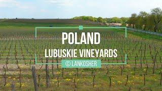 Lubuskie Vineyards | Poland | Drone Video | Film z Drona | 2022