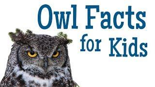 Owl Facts for Kids