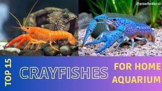 Top 15 Crayfishes For Home Aquarium | 15 Types of Cambarus for Aquarium | Proud Hobbyist