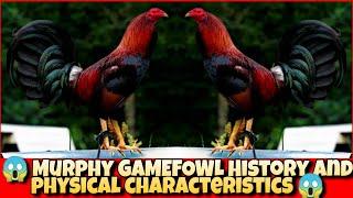 The History and physical characteristics of Murphy chicken.