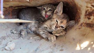 emergency || 2 starving kittens stuck in a small drain | Animal Family