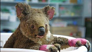 'For every koala we see alive, 100 are dead'