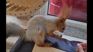 Как белки ходят в туалет!?  How squirrels go to the toilet