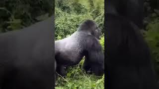 Mountain Gorilla Chest Beat: A Captivating Display of Strength and Dominance #Shorts