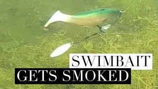 Largemouth Bass Eats Swimbait #Shorts