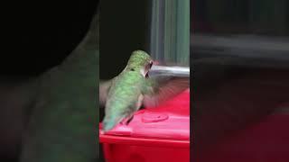 Amazing Hummingbirds - Part 14