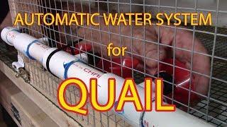 DIY automatic watering system for quail