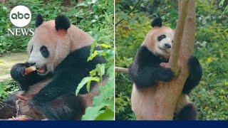 2 Chinese giant pandas arrive in US for first time in 2 decades