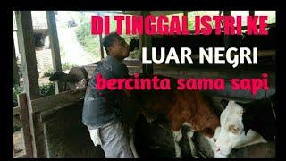 DI TINGGAL ISTRI KE LUAR NEGERI BERCINTA SAMA SAPI