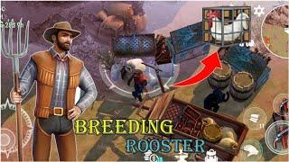 How to get breeding rooster Westland survival