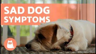 7 Signs a Dog Is SAD and DEPRESSED 