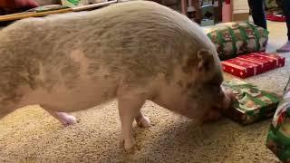 Hamlet the Mini Pig: Christmas 2021