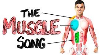 The Muscle Song (Memorize Your Anatomy) | SCIENCE SONGS