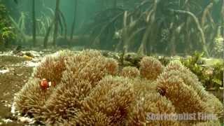 Yenbramuk Reef Mangrove Forest, Raja Ampat