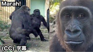 Little gorilla upsets Mom while walking upright. Kintaro｜Momotaro family