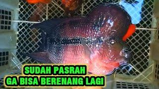 LOUHAN SUDAH GA BISA BERENANG