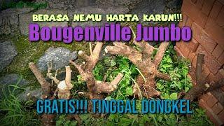 Gak Bakal Nolak Dikasih Bahanan Bonsai Bougenville Karakternya Seperti ini... @karibproject